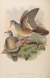 Phlogoenas tristigma = Gallicolumba tristigmata